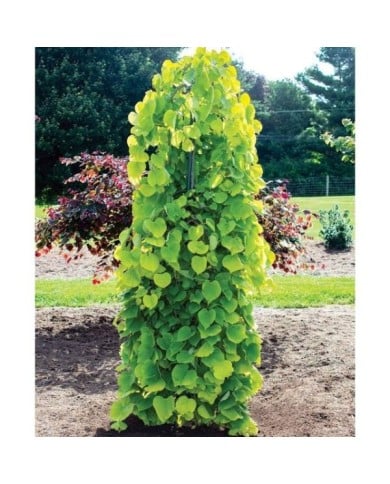 Cercis canadensis 'Golden Falls' (Dennis Werner)