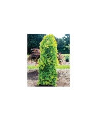 Cercis canadensis 'Golden Falls' (Dennis Werner)