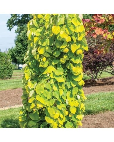 Cercis canadensis 'Golden Falls'  (Dennis Werner)