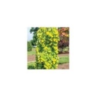 Cercis canadensis 'Golden Falls'  (Dennis Werner)