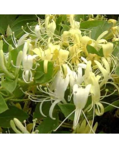 Chèvrefeuille du Japon Halliana