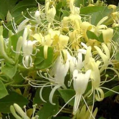 Chèvrefeuille du Japon Halliana