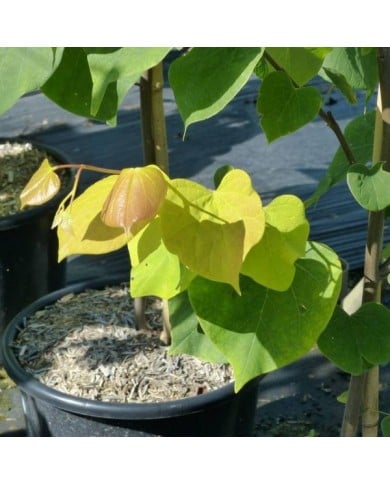 Cercis canadensis 'Hearts of Gold' - feuillage