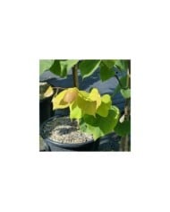 Cercis canadensis 'Hearts of Gold' - feuillage