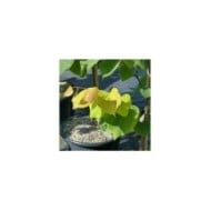 Cercis canadensis 'Hearts of Gold' - feuillage