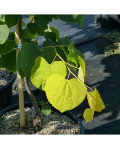 Cercis canadensis 'Heats of Gold' - feuilles