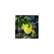 Cercis canadensis 'Heats of Gold' - feuilles
