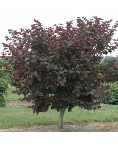 Arbre de Judée 'Merlot’ (Cercis canadensis ) - Arbre (Dennis Werner)