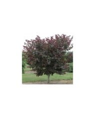 Arbre de Judée 'Merlot’ (Cercis canadensis ) - Arbre (Dennis Werner)