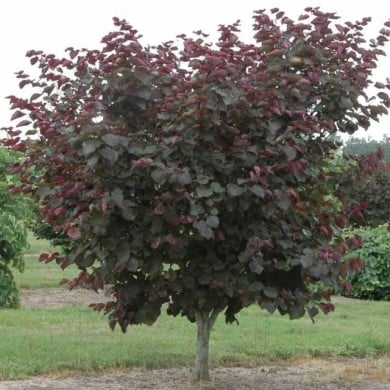 Arbre de Judée 'Merlot’ (Cercis canadensis ) - Arbre (Dennis Werner)