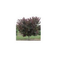 Arbre de Judée 'Merlot’ (Cercis canadensis ) - Arbre (Dennis Werner)