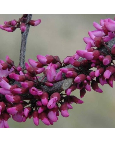 Arbre de Judée 'Merlot’ (Cercis canadensis ) - Fleurs (Dennis Werner)
