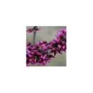 Arbre de Judée 'Merlot’ (Cercis canadensis ) - Fleurs (Dennis Werner)