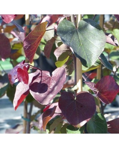 Cercis canadensis 'Merlot' - feuilles