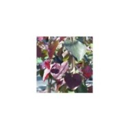 Cercis canadensis 'Merlot' - feuilles
