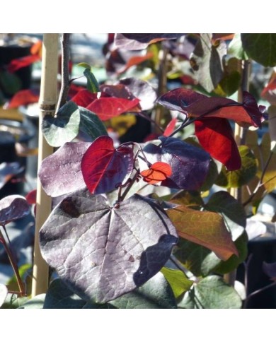 Cercis canadensis 'Merlot' - feuillage