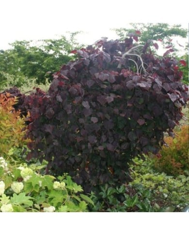 Arbre de Judée 'Ruby Falls’ (Cercis canadensis ) (MEL)