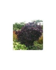 Arbre de Judée 'Ruby Falls’ (Cercis canadensis ) (MEL)
