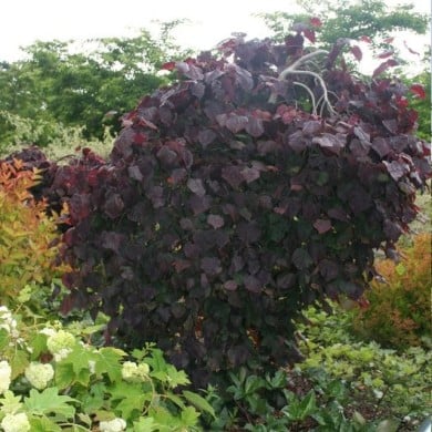 Arbre de Judée 'Ruby Falls’ (Cercis canadensis ) (MEL)