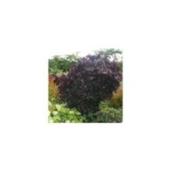 Arbre de Judée 'Ruby Falls’ (Cercis canadensis ) (MEL)