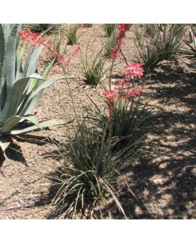 Yucca rouge