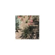 Yucca rouge