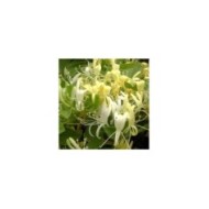 Chèvrefeuille du Japon Halliana
