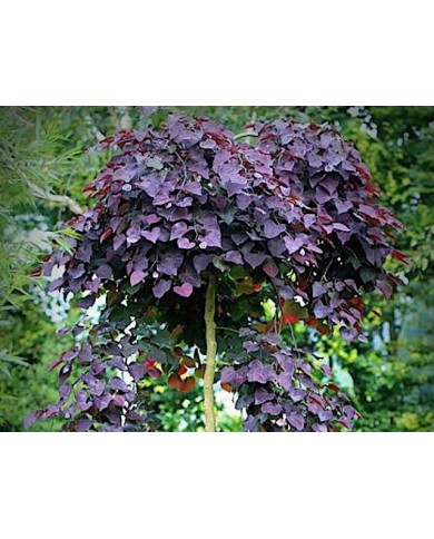 Cercis canadensis ‘Ruby Falls’