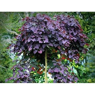 Cercis canadensis ‘Ruby Falls’