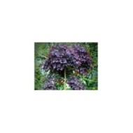 Cercis canadensis ‘Ruby Falls’