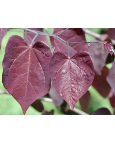 Cercis 'Ruby Falls' : feuillage
