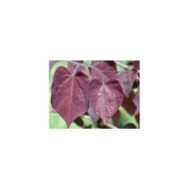 Cercis 'Ruby Falls' : feuillage