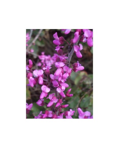 Arbre de Judée : floraison