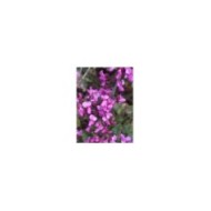 Arbre de Judée : floraison