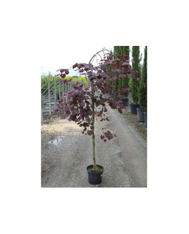 Cercis canadensis 'Ruby Falls' C7.5L (plante avant envoi)