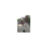 Cercis canadensis 'Ruby Falls' C7.5L (plante avant envoi)