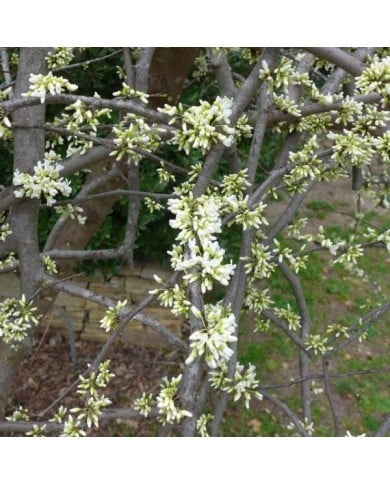 Cercis canadensis 'Vanilla Twist' (Scott Zona)