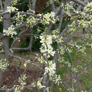 Cercis canadensis 'Vanilla Twist' (Scott Zona)