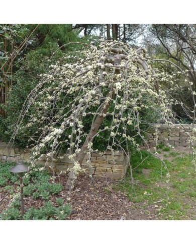 Cercis canadensis 'Vanilla Twist' (Scott Zona)