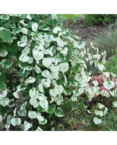 Cercis canadensis ‘Whitewater' (PlantHaven International - planthaven.com)