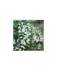 Cercis canadensis ‘Whitewater' (PlantHaven International - planthaven.com)
