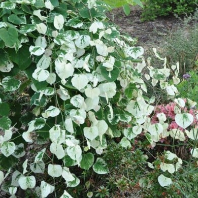 Cercis canadensis ‘Whitewater' (PlantHaven International - planthaven.com)