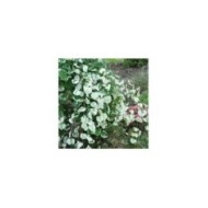 Cercis canadensis ‘Whitewater' (PlantHaven International - planthaven.com)