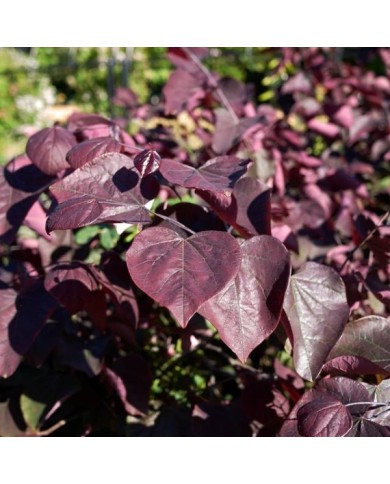 Feuillage du Cercis canadensis 'Forest Pansy' (Gainier du Canada) (simona / stock.adobe.com)
