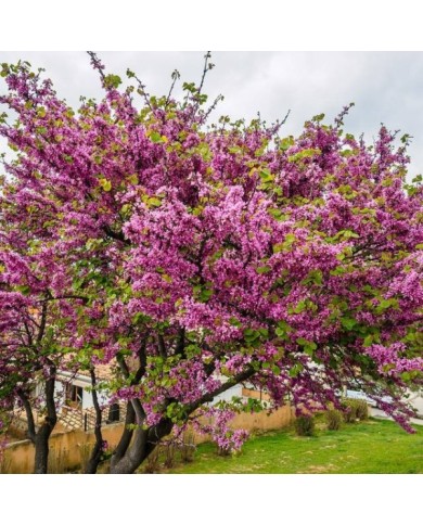 Cercis siliquastrum en fleurs