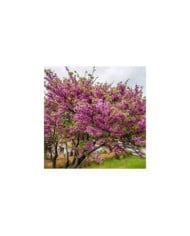 Cercis siliquastrum en fleurs