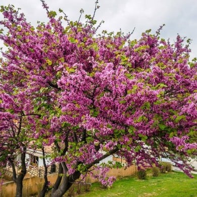 Cercis siliquastrum en fleurs