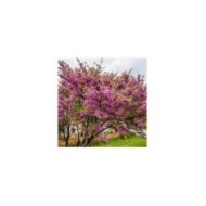Cercis siliquastrum en fleurs