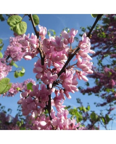 Arbre de Judée : détail de la floraison