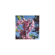 Arbre de Judée : détail de la floraison